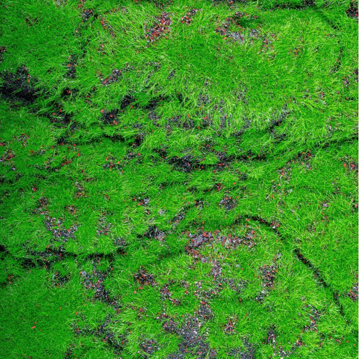 Covor muschi artificial de padure, Naimeed D6556, pentru decorare interioara sau exterioara, Verde, 1000x2000x30mm