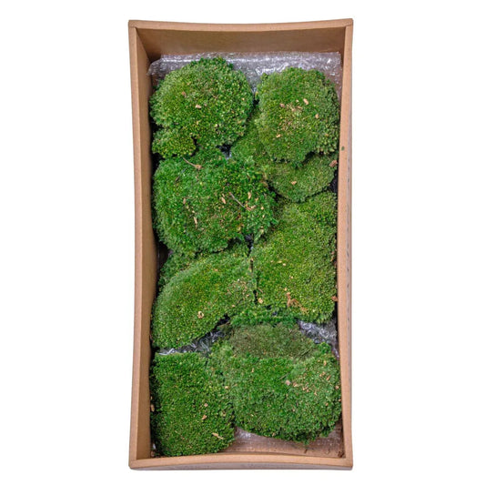 Muschi Premium naturali, stabilizati, Naimeed D6559, pentru decoratiuni hand made, biodegradabili