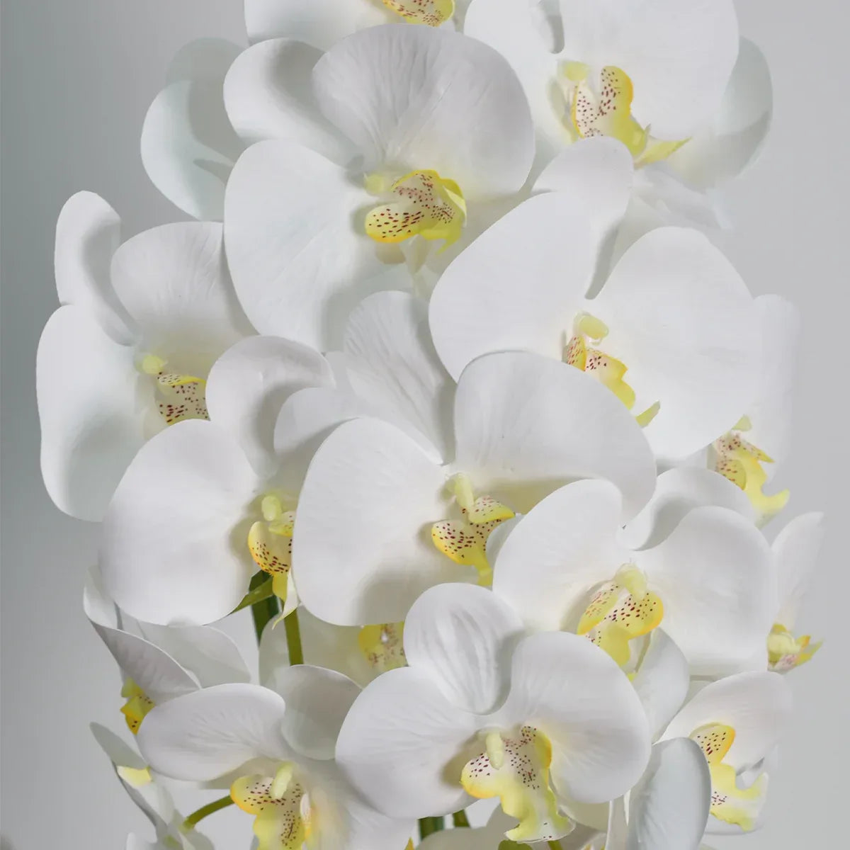 Orhidee cu aspect natural in ghiveci ceramic, 70 cm, Naimeed D4843, Alb
