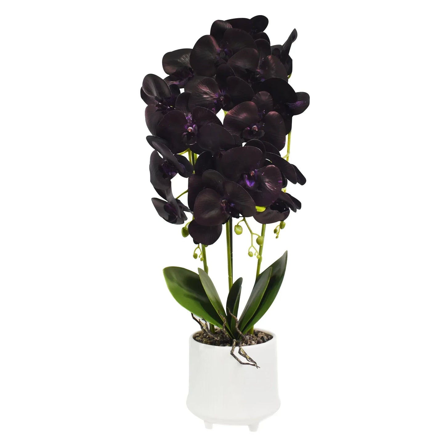 Orhidee cu aspect natural in ghiveci ceramic, 70 cm, Naimeed D4855, Mov