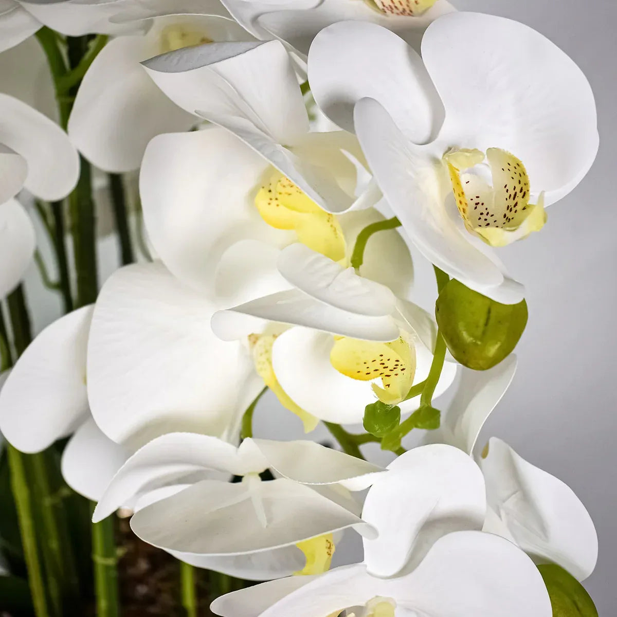 Orhidee cu aspect natural in ghiveci ceramic, 60 cm, Naimeed D5568, Alb