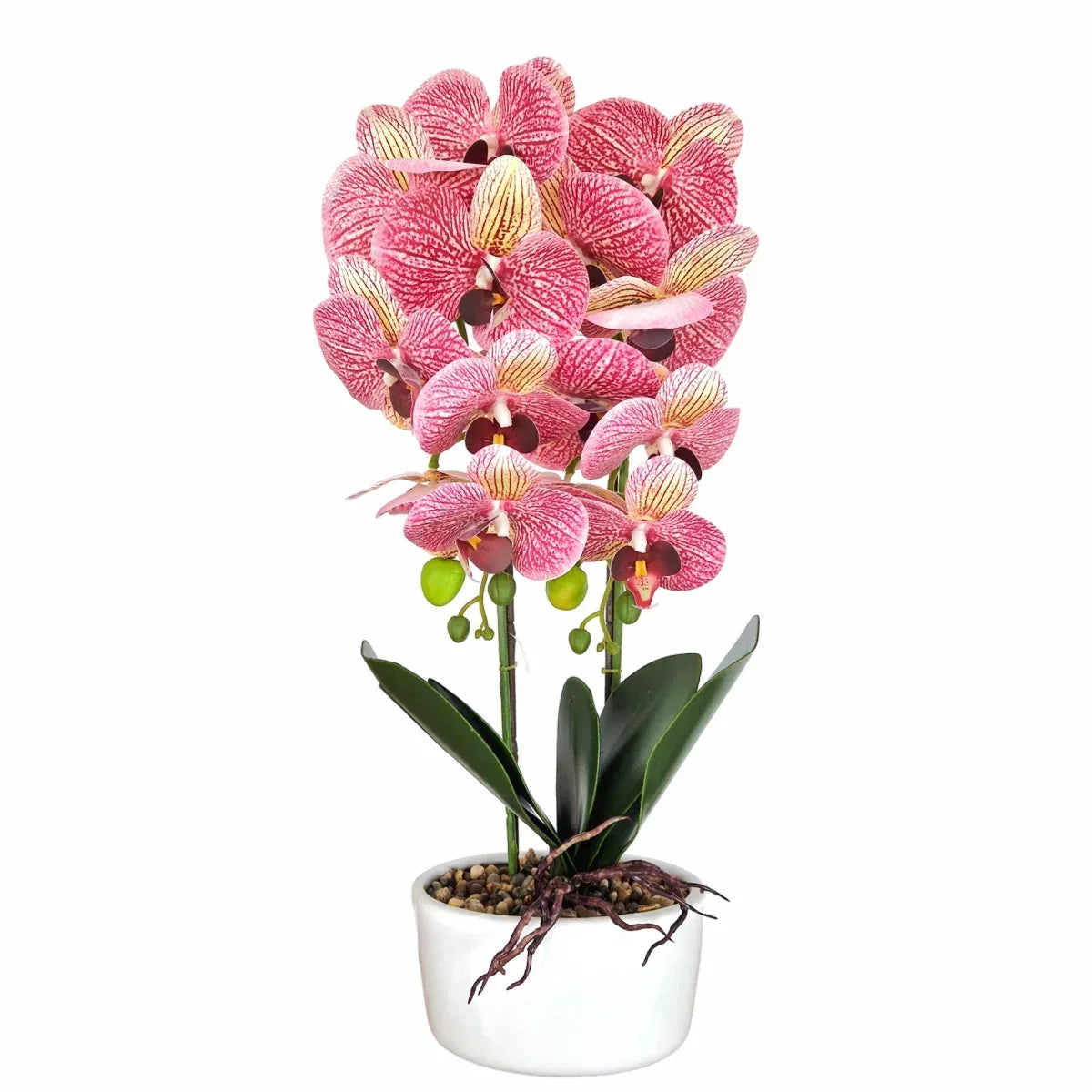 Orhidee cu aspect natural in ghiveci ceramic, 50 cm, Naimeed D5819, Mov