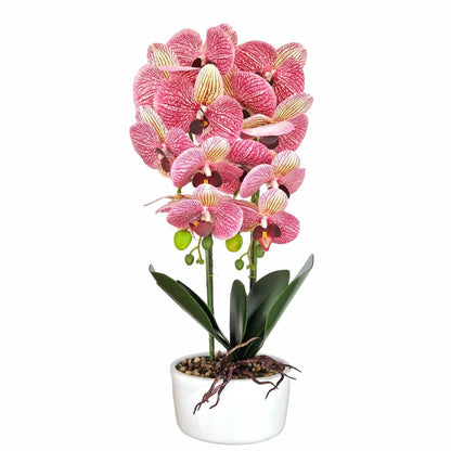 Orhidee cu aspect natural in ghiveci ceramic, 50 cm, Naimeed D5819, Mov