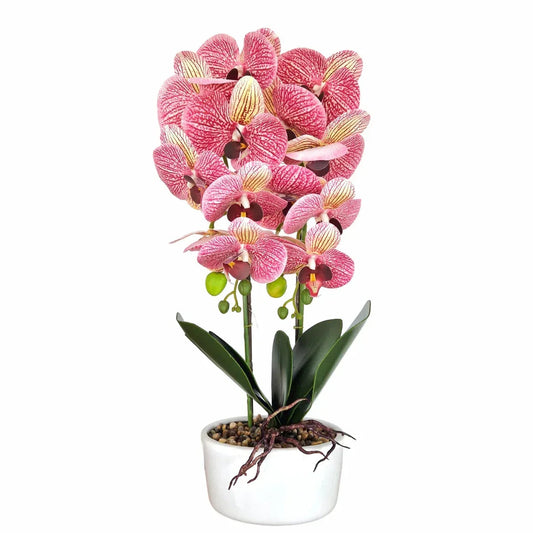 Orhidee cu aspect natural in ghiveci ceramic, 50 cm, Naimeed D5819, Mov
