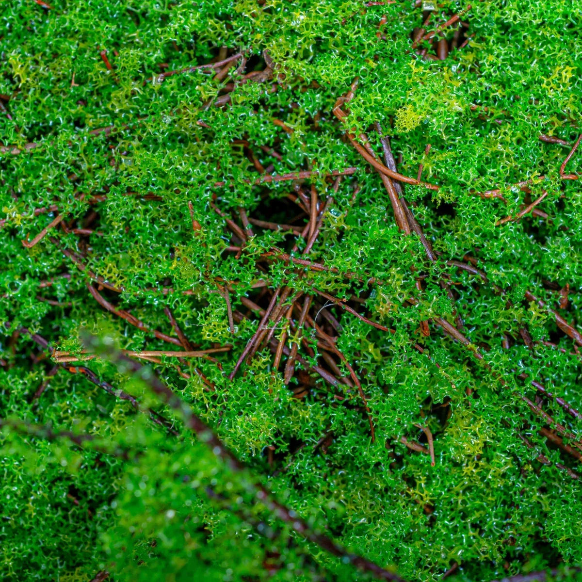 Covor muschi artificial de padure, Naimeed D6551, pentru decorare interioara sau exterioara, Verde, 1000x1000x30mm