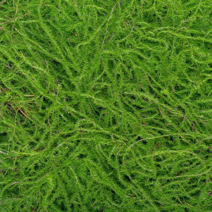 Covor muschi artificial de padure, Naimeed D6555, pentru decorare interioara sau exterioara, Verde, 1000x1000x30mm