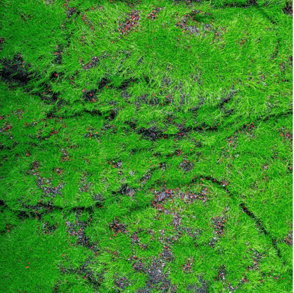 Covor muschi artificial de padure, Naimeed D6556, pentru decorare interioara sau exterioara, Verde, 1000x2000x30mm