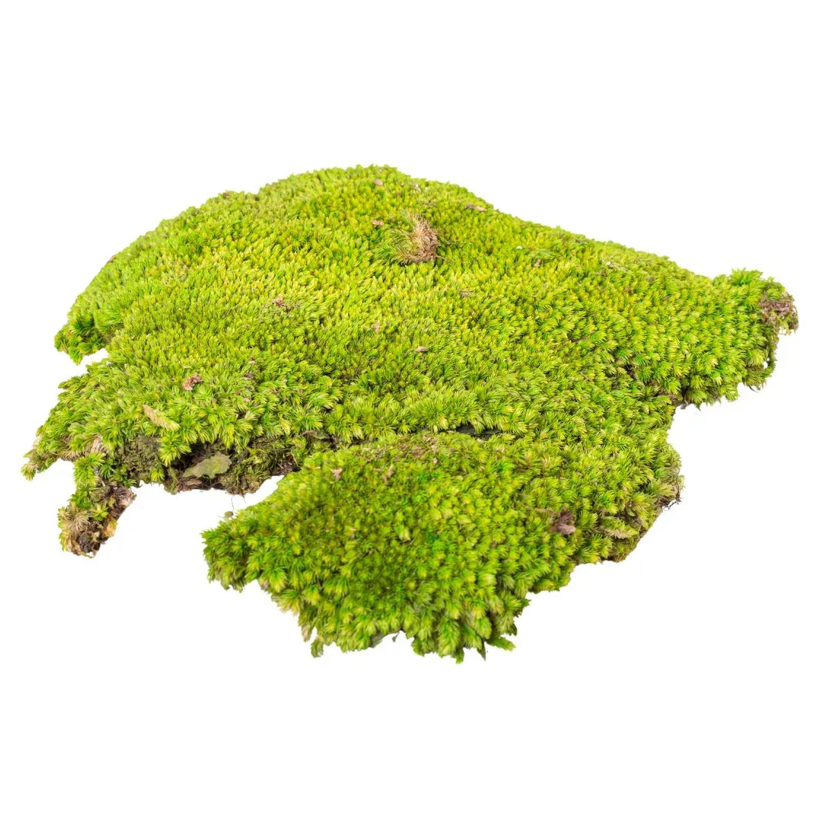 Muschi Premium naturali, stabilizati, Naimeed D6557, pentru decoratiuni hand made, biodegradabili