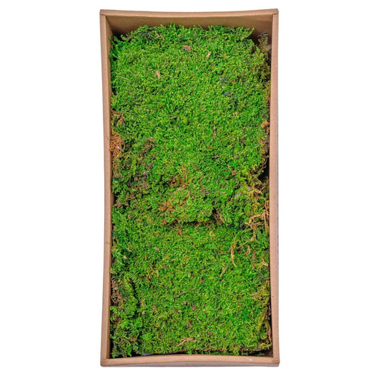 Muschi Premium naturali, stabilizati, Naimeed D6558, pentru decoratiuni hand made, biodegradabili