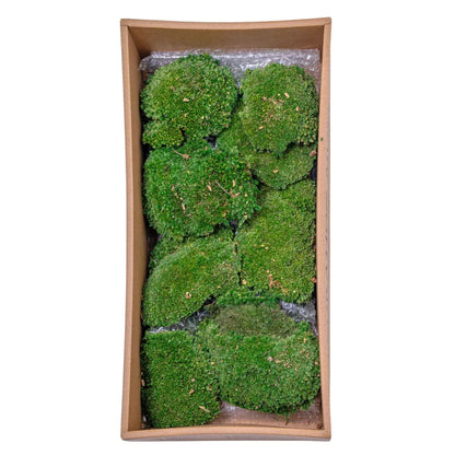 Muschi Premium naturali, stabilizati, Naimeed D6559, pentru decoratiuni hand made, biodegradabili