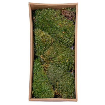 Muschi Premium naturali, stabilizati, Naimeed D6560, pentru decoratiuni hand made, biodegradabili