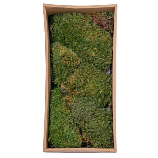 Muschi Premium naturali, stabilizati, Naimeed D6560, pentru decoratiuni hand made, biodegradabili