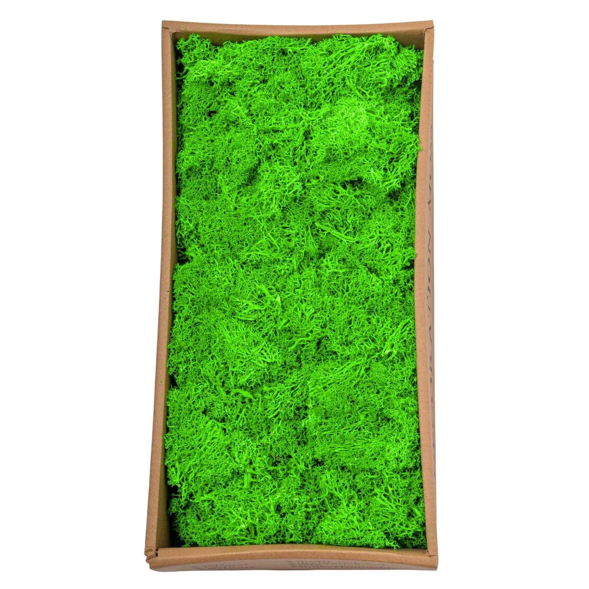Licheni Premium naturali, stabilizati, Naimeed D6563, pentru decoratiuni hand made, biodegradabili, 500g