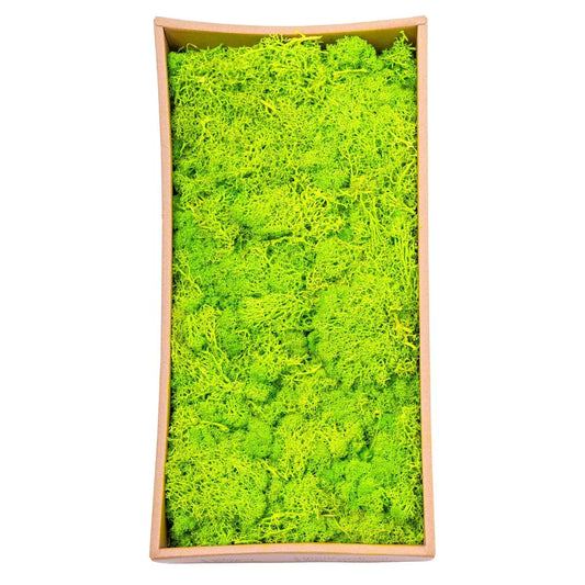 Licheni Premium naturali, stabilizati, Naimeed D6564, pentru decoratiuni hand made, biodegradabili, 500g