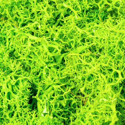 Licheni Premium naturali, stabilizati, Naimeed D6564, pentru decoratiuni hand made, biodegradabili, 500g