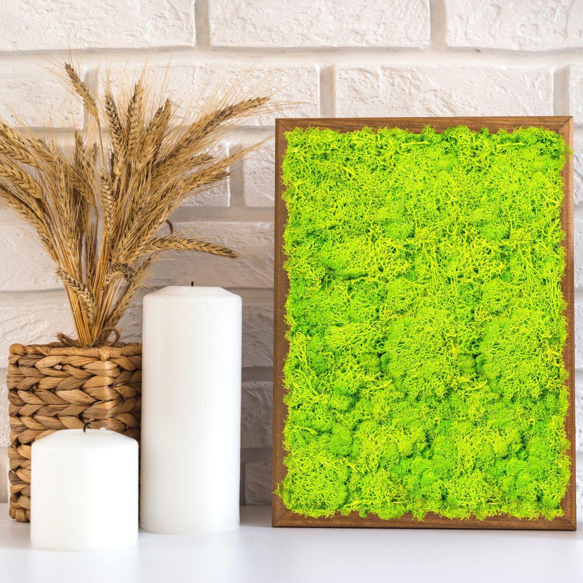 Licheni Premium naturali, stabilizati, Naimeed D6564, pentru decoratiuni hand made, biodegradabili, 500g