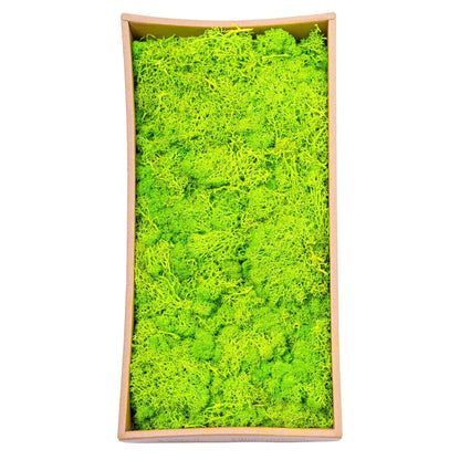 Licheni Premium naturali, stabilizati, Naimeed D6565, pentru decoratiuni hand made, biodegradabili, 500g