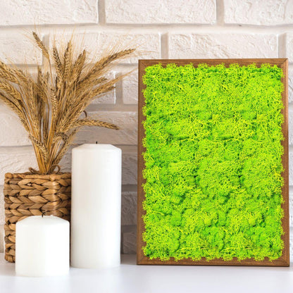 Licheni Premium naturali, stabilizati, Naimeed D6565, pentru decoratiuni hand made, biodegradabili, 500g