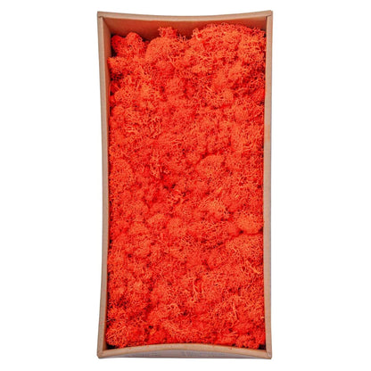 Licheni Premium naturali, stabilizati, Naimeed D6569, pentru decoratiuni hand made, biodegradabili, 500g