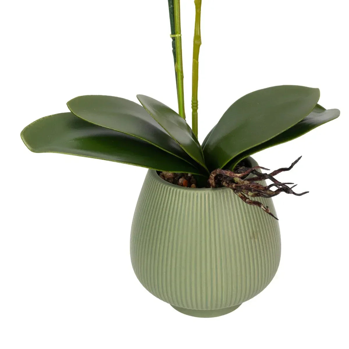 Orhidee cu aspect natural in ghiveci ceramic, 80 cm, Naimeed D6906, Mov/Verde